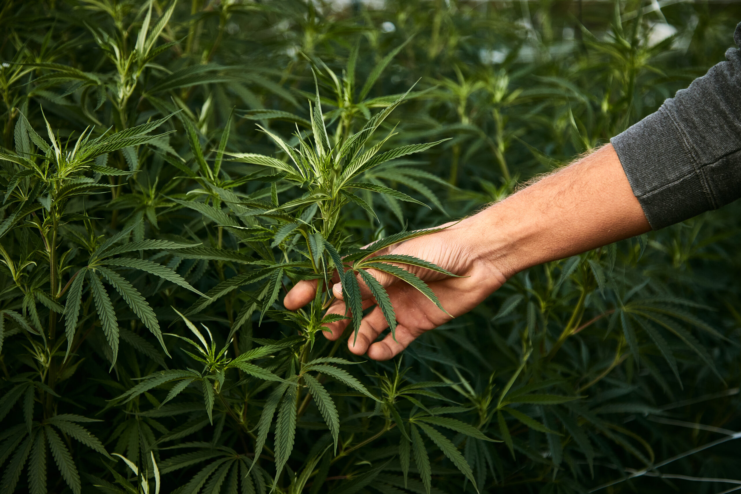 Scottsdale Brand Lifestyle Photography - Cannabis Leaf with Hand