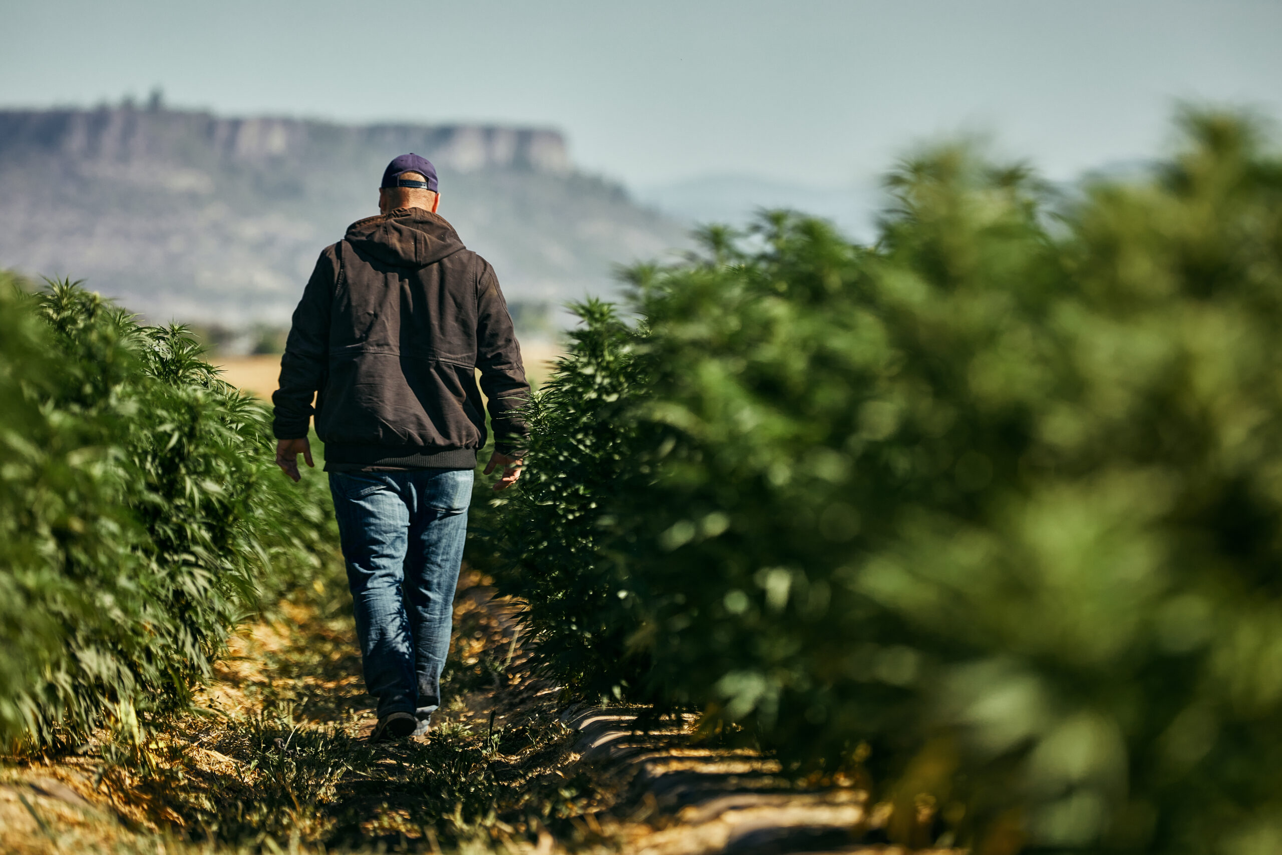 Terpene Fresh - Scottsdale Brand Lifestyle Photography - Cannabis Cultivator Walking Through Fields